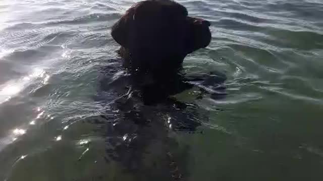 Aqua dog stands on two feet to swim in the ocean