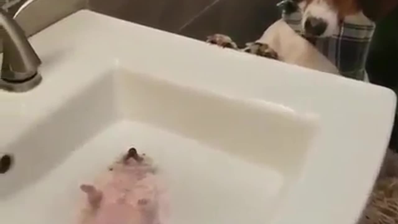 Little hedgehog enjoying a bath