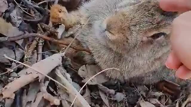 Cute rabbit at the mountain
