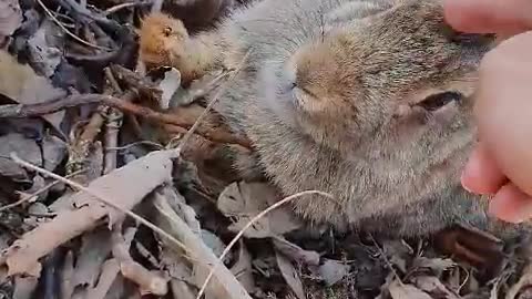 Cute rabbit at the mountain