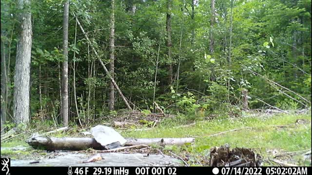 Mystery Animals Caught in Background on Trail Cam - Mount Chase, Maine