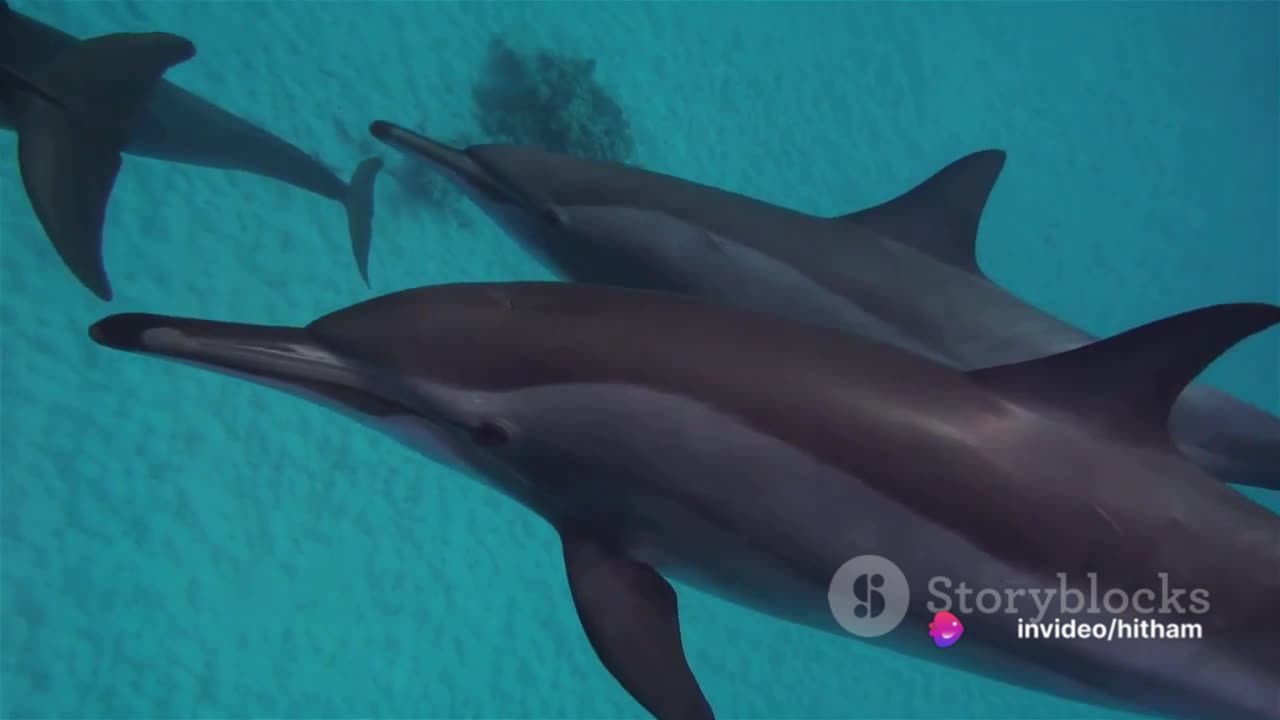 Dolphins Diverse, Dynamic and in Danger