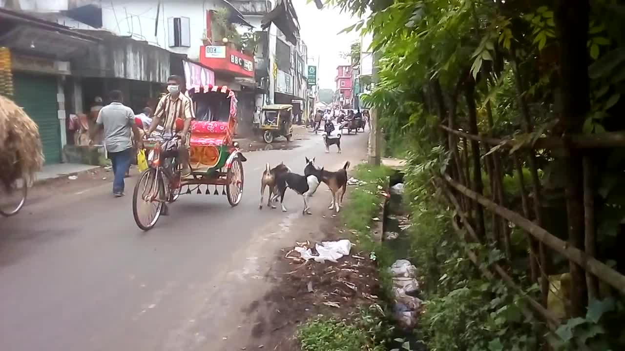 Street dogs fight for Matting 😅 Natun Bazar, Magura