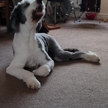 Check out this dog's impression of a police siren