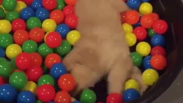 pet little north nose