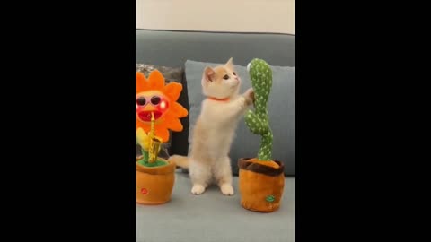 Rhapsody Kitten