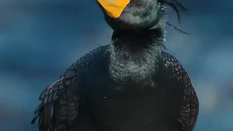 In the breeding season~The interior of a Double-crested Cormorant mouth becomes vibrant blue