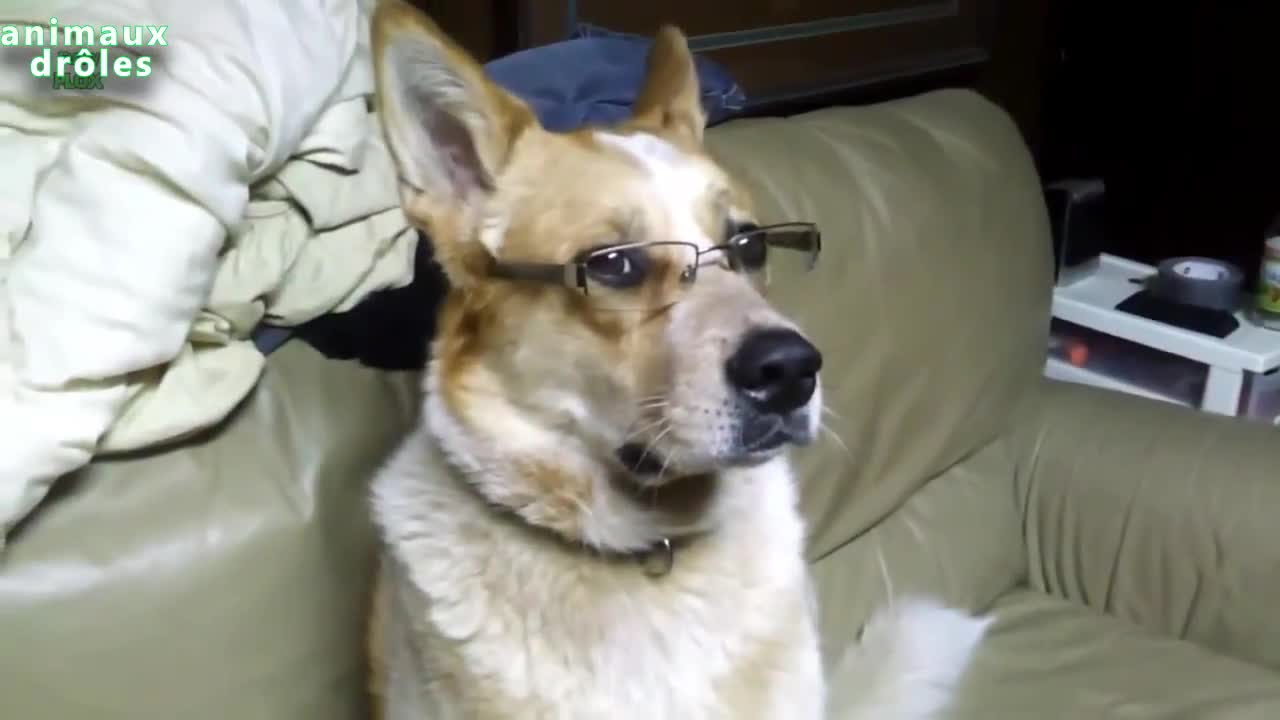 Chiens drôles porte des lunettes Compilation