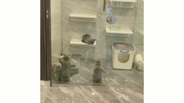 Dancing cats behind glass in the shower