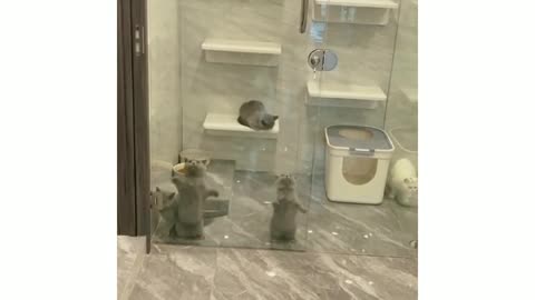 Dancing cats behind glass in the shower