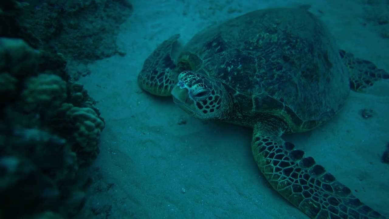 Turtle underwater-Colorful Sea Life Coral Reef