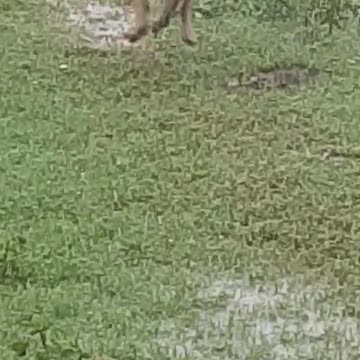 Poor dog crying and looking for her partner in the Rain.