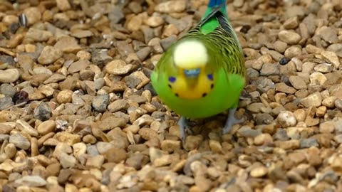 cute animal video compilations