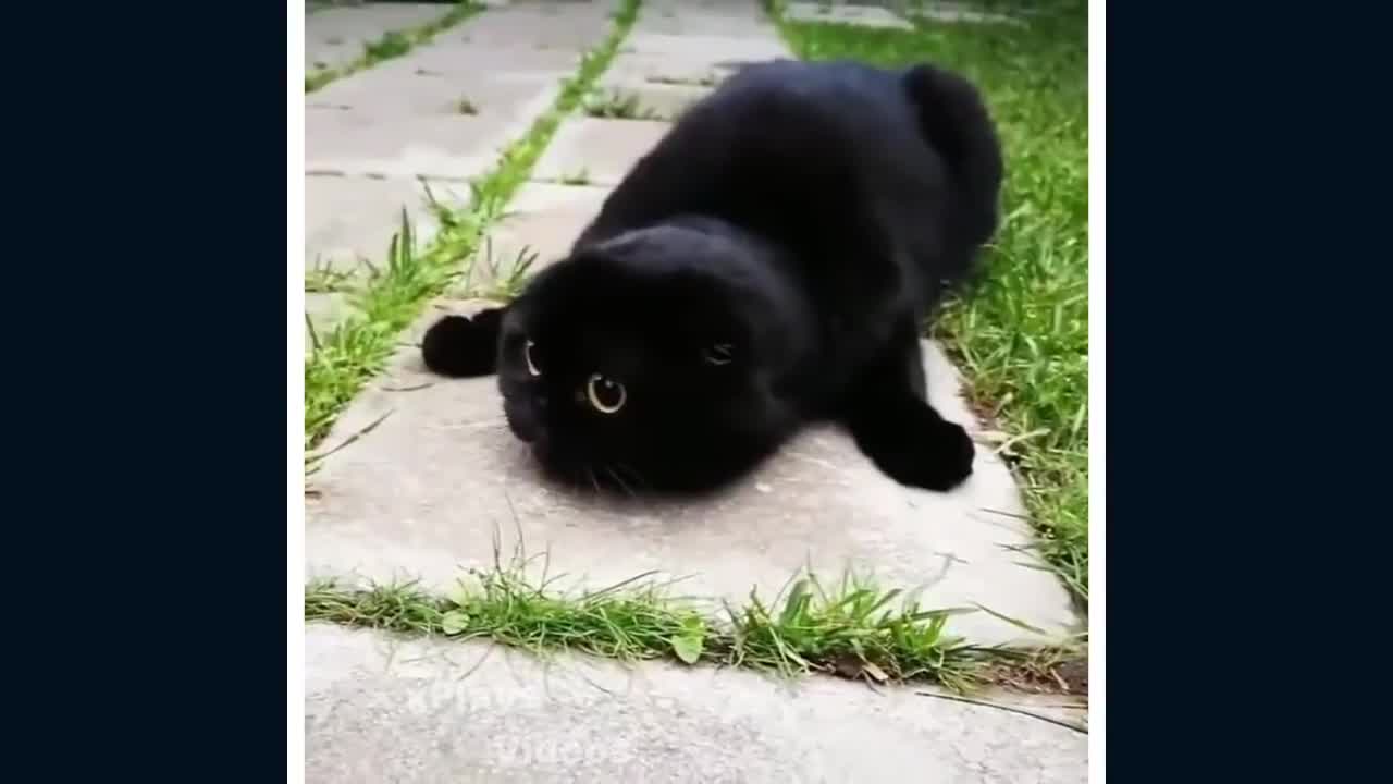 beautiful and funny cats