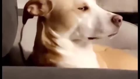 funny dogs