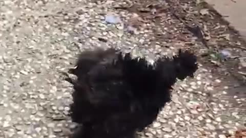 Animal funny training
