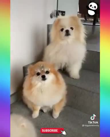 Cute and Funny Dog Videos🐕 2021