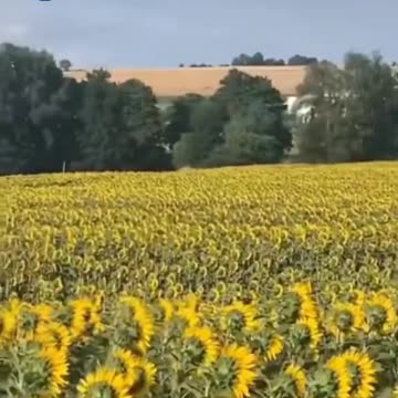 Sunflowers wouldn't ignore the REAL SUN