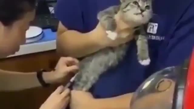 Cats a cute expressions when being injected