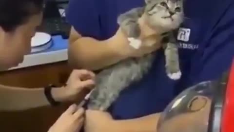 Cats a cute expressions when being injected