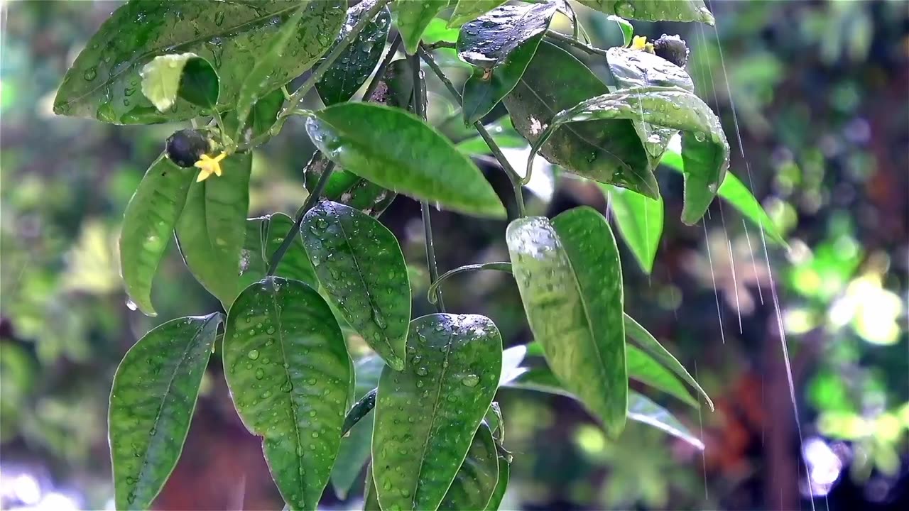 Refreshing Rainfall 🌧 Soothing for anxiety relief