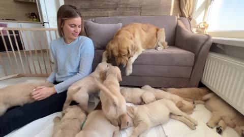 Inexperienced Dog Dad Learns To Parent His Puppies