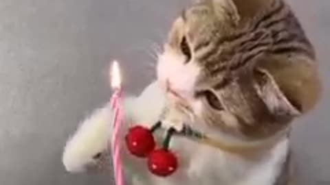 Birthday of cute cat