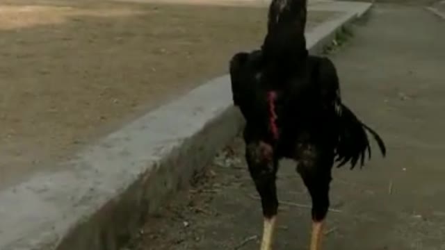 Rooster 🐔 Shorts Video By Kingdom of Awais