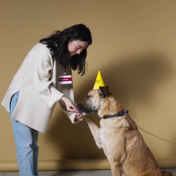 os cachorros se divertem