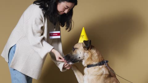 os cachorros se divertem