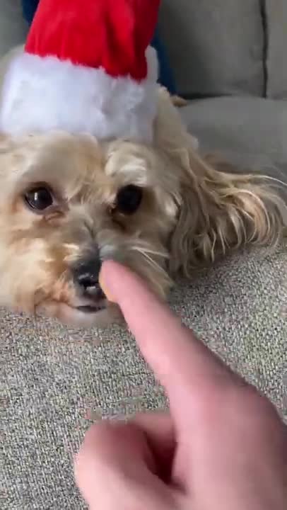 Gus likes Peanut Butter