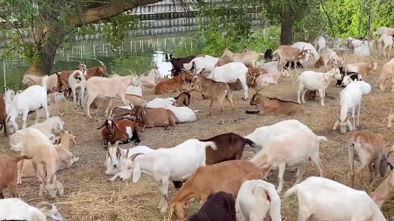 kids goat video