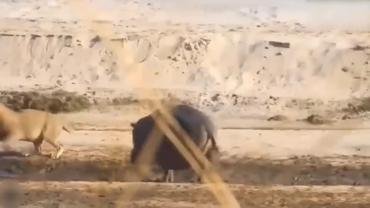 Lion's Failed Hunt Is Prevented By Hippo - Great Battle Of Lion Attack Hippo-2