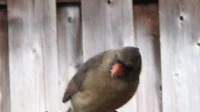 #Back Yard Birds Hawai’i our Favorite feathered buddies