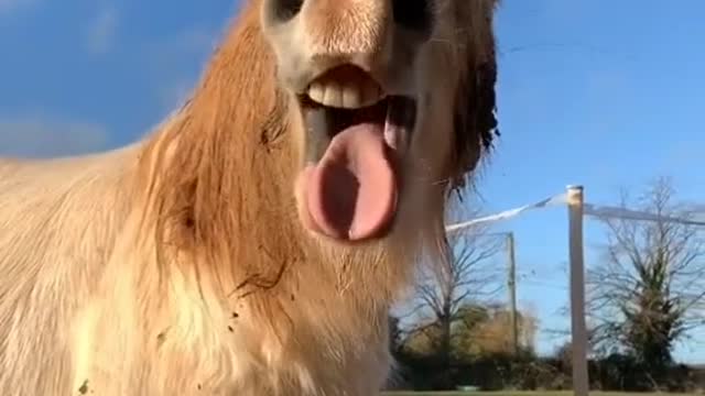 FUNNY ANIMALS YAWNING AND MAKING SOUNDS