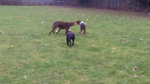 Dog Training and Boarding Kennels full