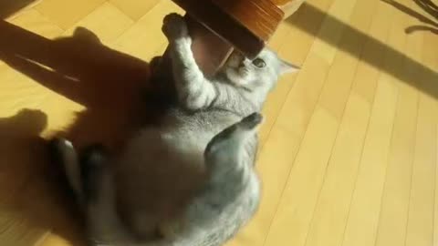 cat in sunshine