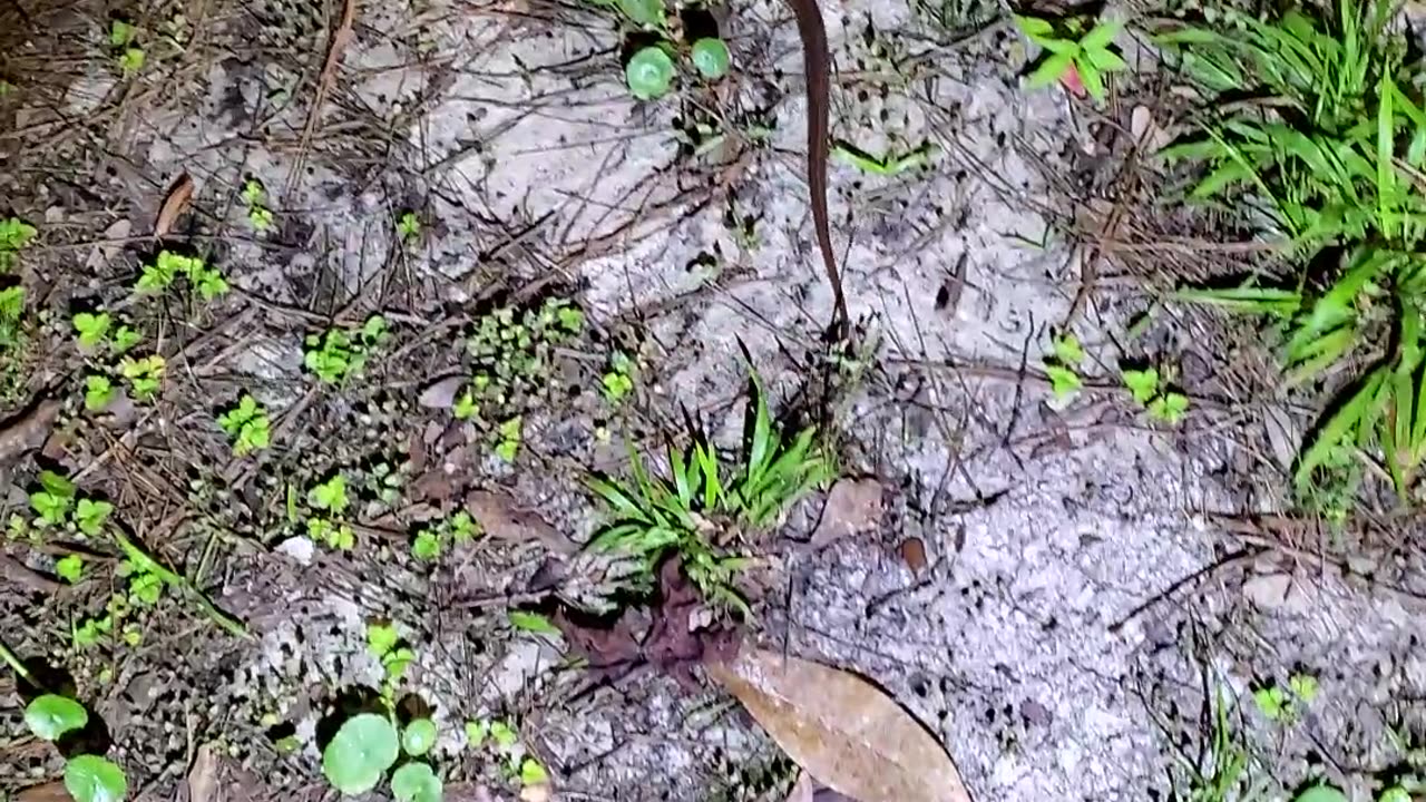 Snake ID