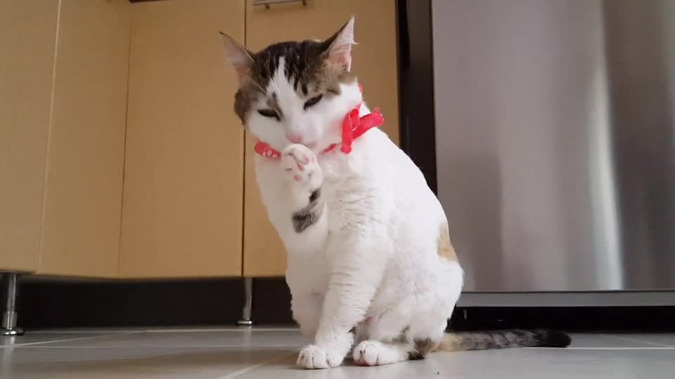 CUTE CAT WASHING HIS FACE