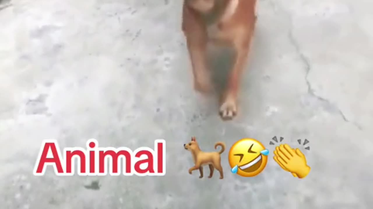 Animal Movie Side Effects Funny Dog