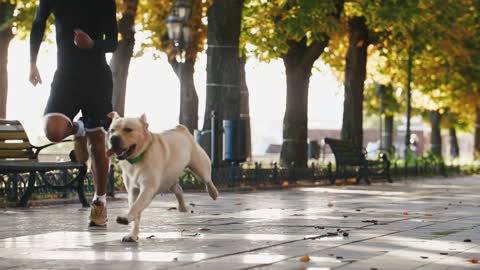 Young man running with his white labrador dog through the city park during beautiful fall