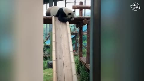 Cute baby PANDAS' videos