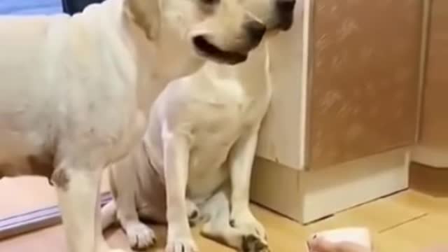 Dog funny video || check the Link in description.....