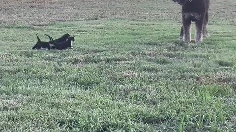 Bernedoodle dog playing with kittens😍