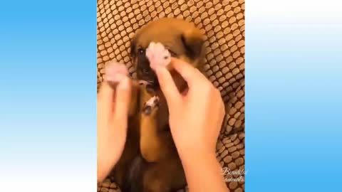 baby puppy |animals funny moment |try to don't laugh