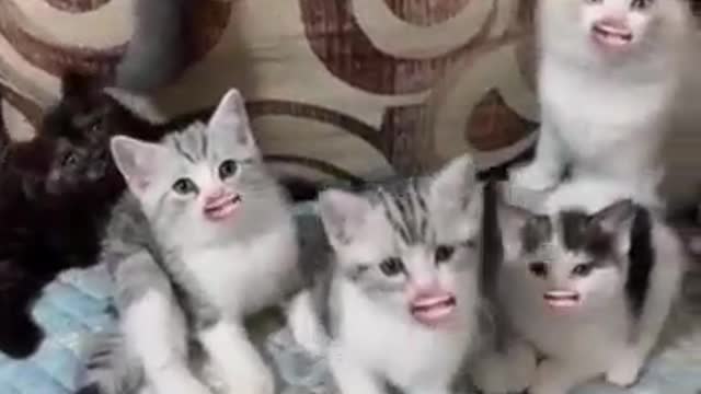 happy kittens keep smiling