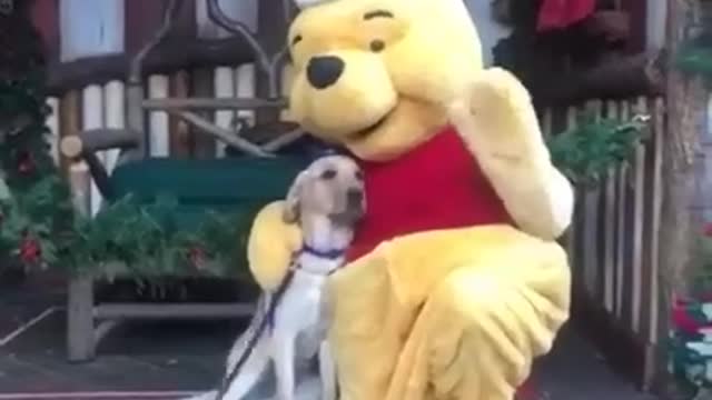 cute dog with teddy bear pooh