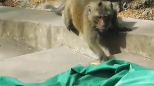 Troll Prank Monkeys and Big Fake Lion must watch funny video Troll Monkey