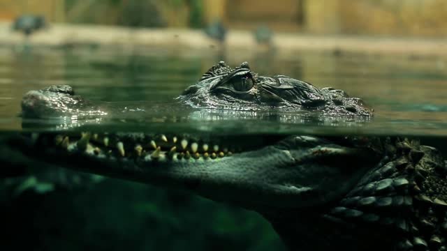 Crocodile nature view in lake