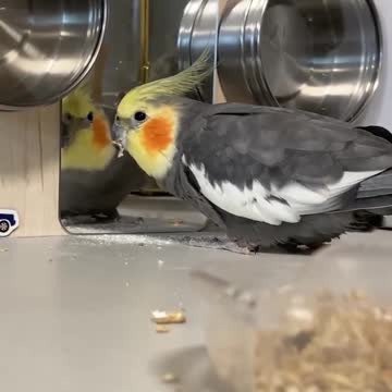 Cocktail bird eats cereal and wanders around the room and looks at itself in the mirror (2)